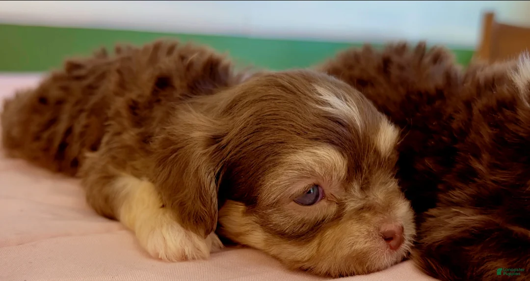 Shorkie dogs for sale: Shorkie Puppy 1 - Ad 1