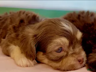 Shorkie dogs Shorkie Puppy 1 - Ad 28