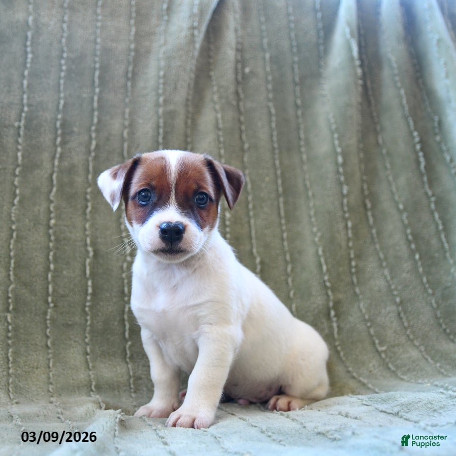 Jack Russell Terrier dogs Wiggles - Ad 2