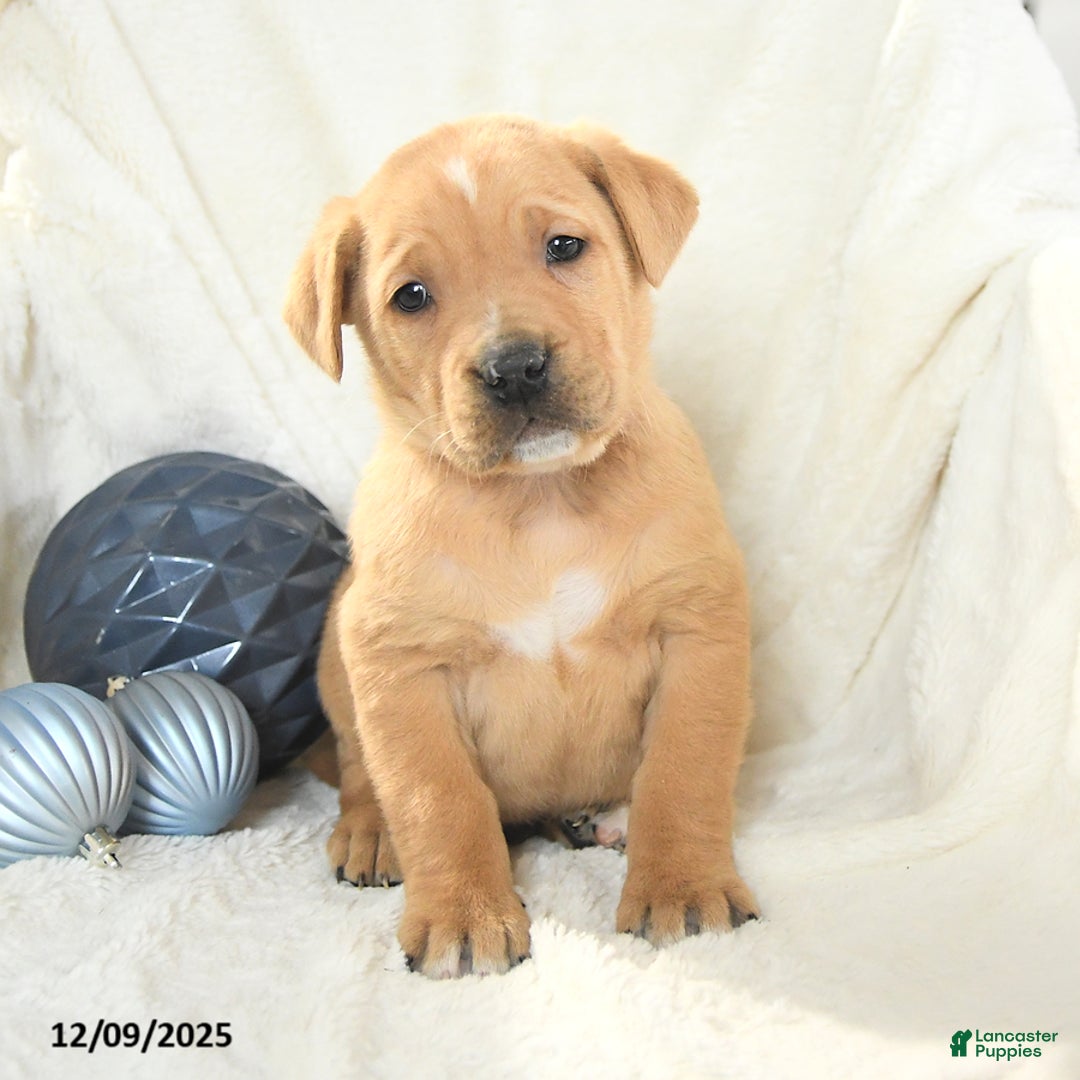 Mixed Breed dogs for sale: Monty - Ad 2