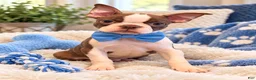 Boston Terrier dogs for sale: Bucky - Ad 1