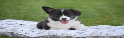 Welsh Corgi Pembroke dogs for sale: Rhett - Ad 8