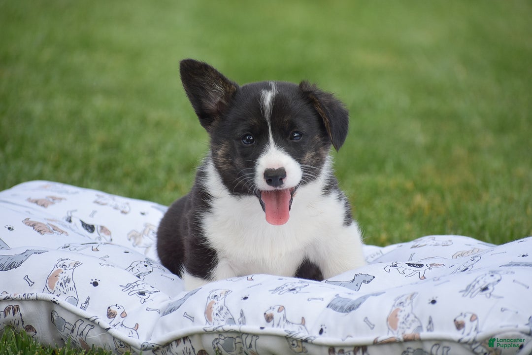 Welsh Corgi Pembroke dogs for sale: Rhett - Ad 8