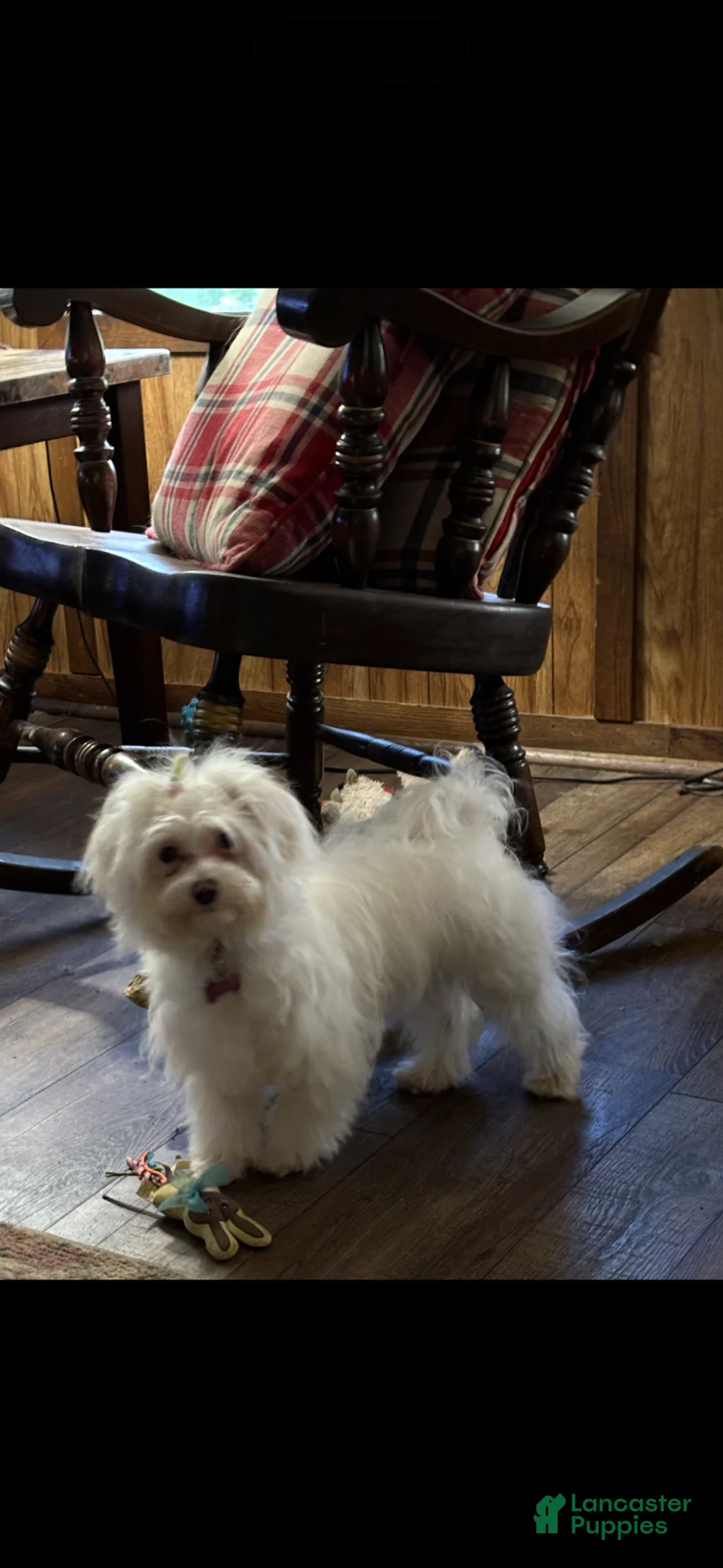 Morkie dogs for sale: Morkie Puppy 2 - Ad 2