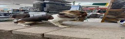 Beagle dogs for sale: AKC Reba  - Ad 3