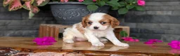 Cavalier King Charles Spaniel dogs for sale: Lady - Ad 3