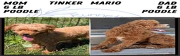 Toy Poodle dogs for sale: Max - Ad 12