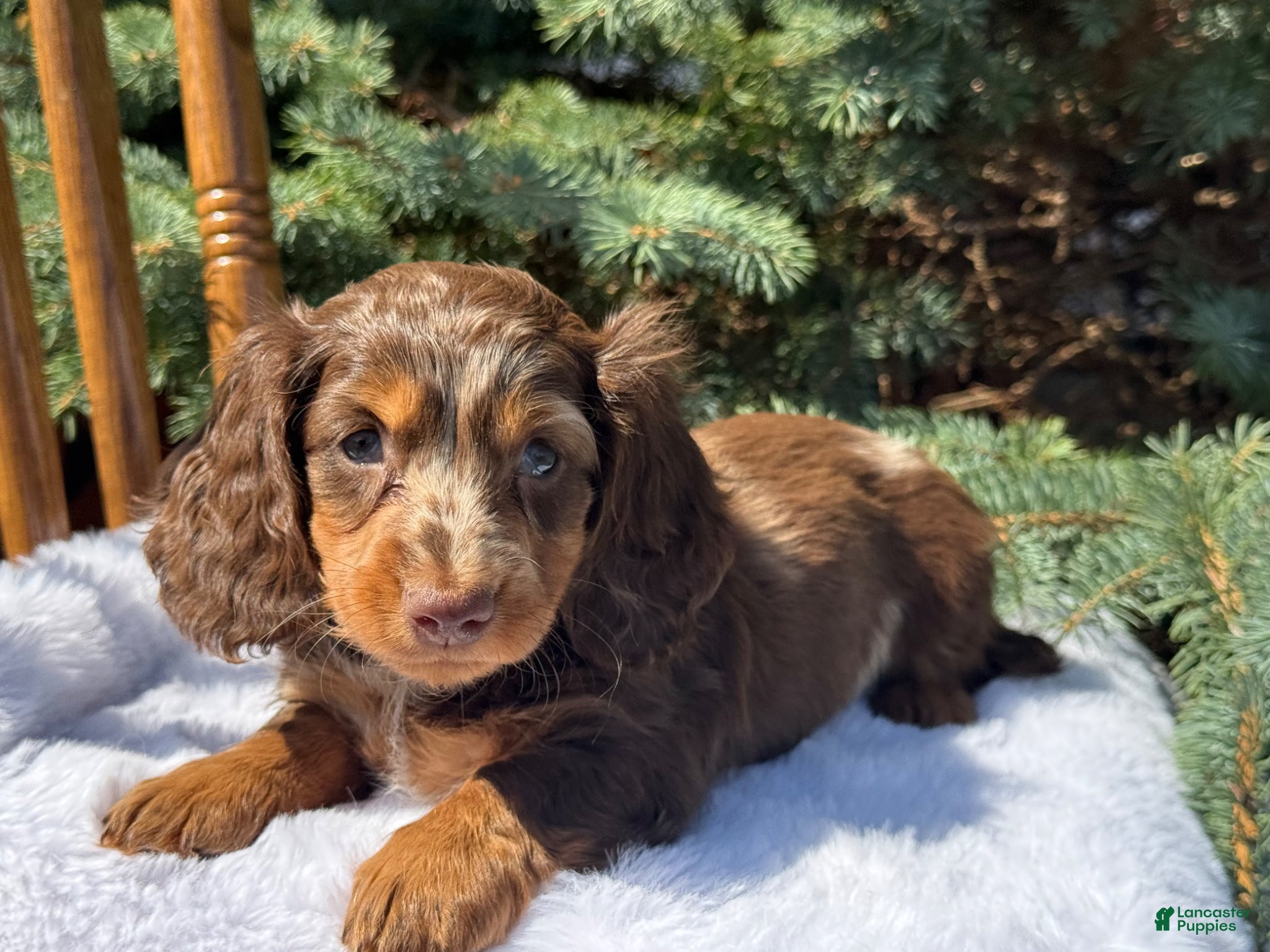 Miniature Dachshund dogs Bentley  - Ad 1