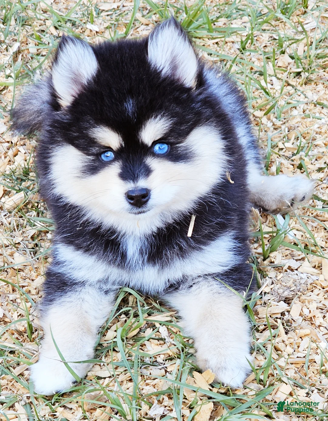 Pomsky dogs for sale: Roman - Ad 1