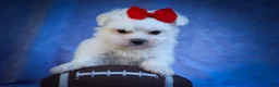 Maltese dogs for sale: Mirella🎀 - Ad 13