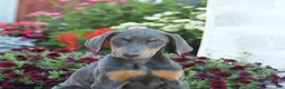 Mixed Breed dogs for sale: Fancy - Ad 4