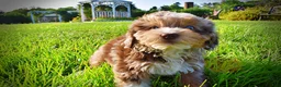 Havapoo dogs for sale: Elektra - Ad 5