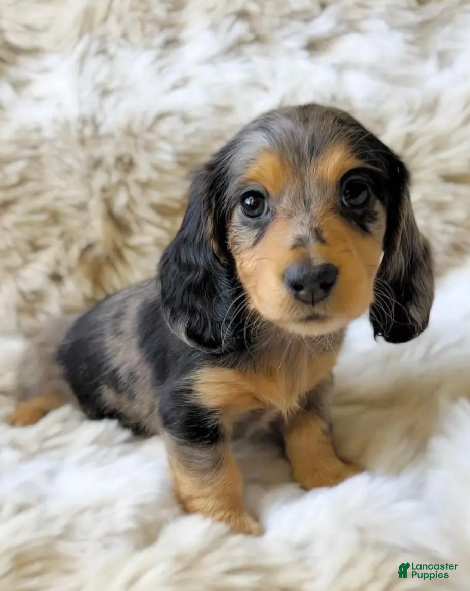 Dachshund dogs Micheal - Ad 40