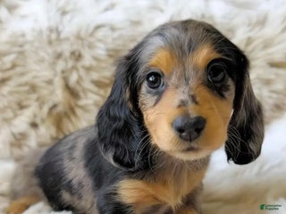 Dachshund dogs Micheal - Ad 40