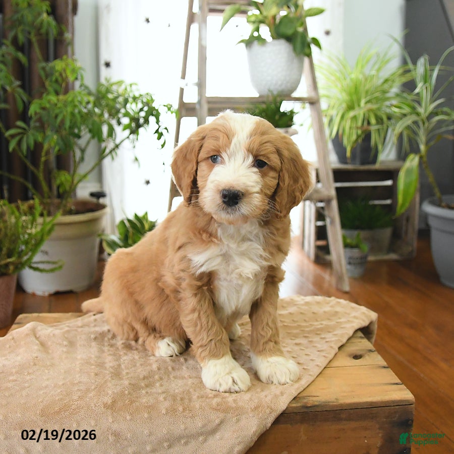 Bernedoodle dogs Lux  - Ad 2