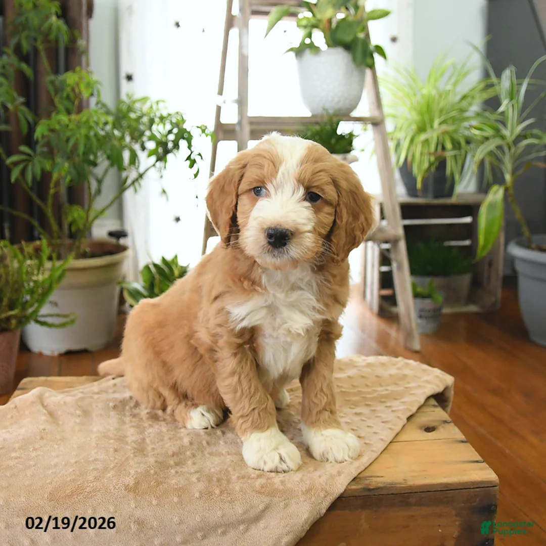 Bernedoodle dogs for sale: Lux  - Ad 2