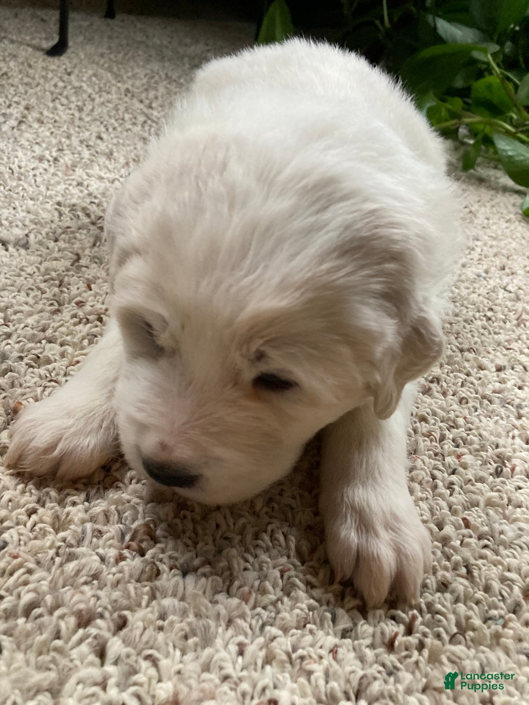 Great Pyrenees dogs for sale: Great Pyrenees Male Puppy - Green  - Ad 7