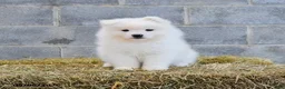 Samoyed dogs for sale: Arctica - Ad 1
