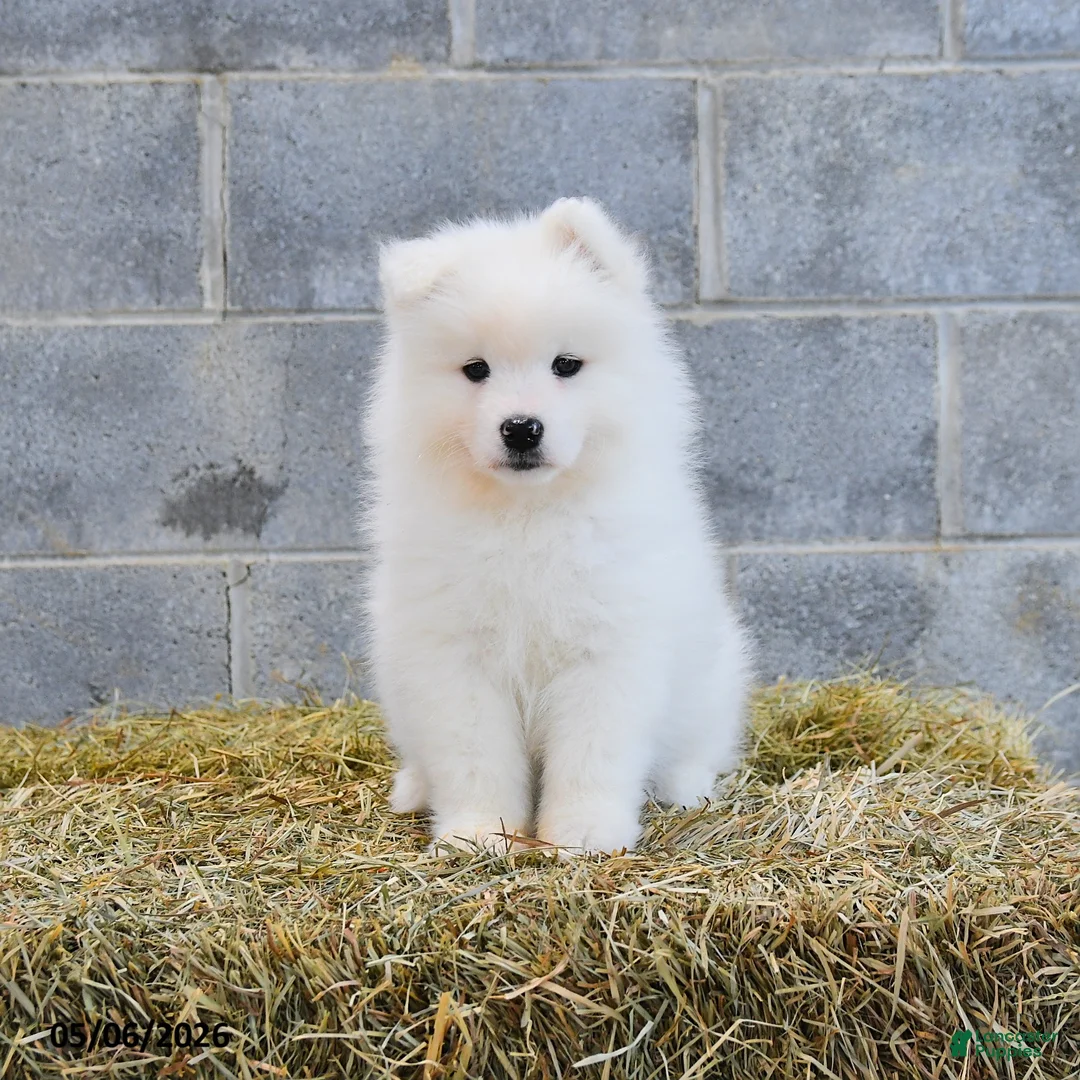Samoyed dogs for sale: Arctica - Ad 1
