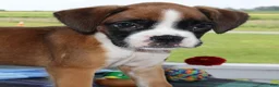 Boxer dogs for sale: Bella - Champ lines - Ad 3