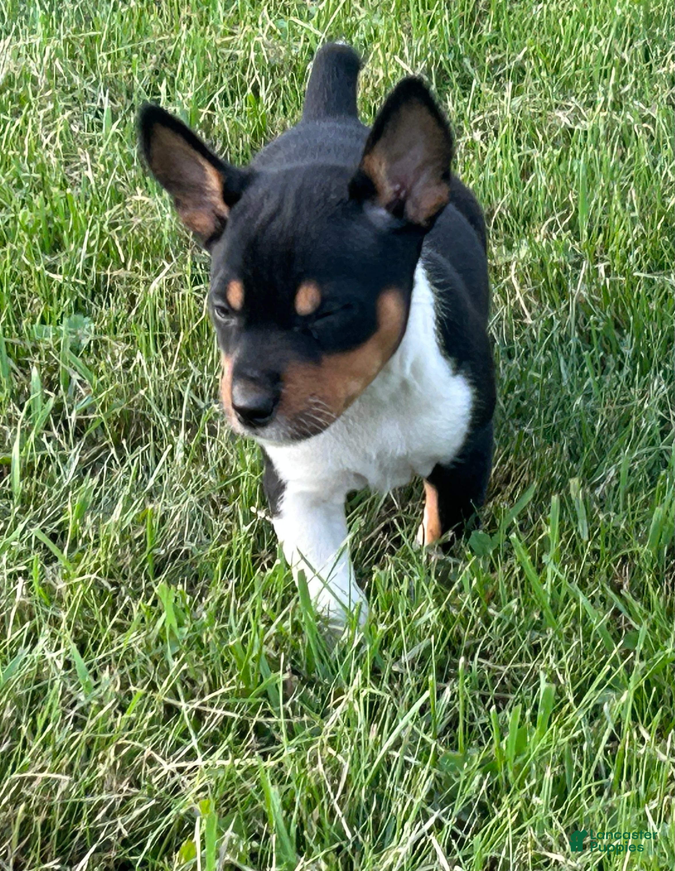 Rat Terrier dogs Old Dominion terrier Bell - Ad 1