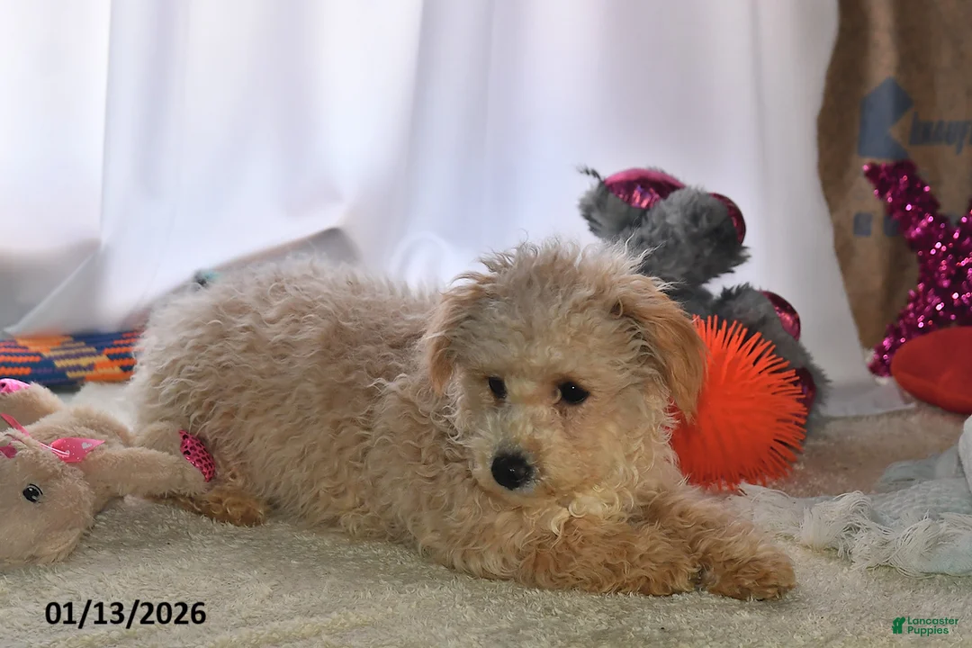 Bichpoo dogs for sale: Buster Brown - Ad 5