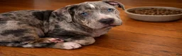 American Bully dogs for sale: Allister - Ad 5