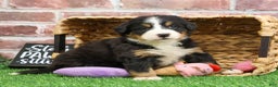 Bernese Mountain Dog dogs for sale: Gingerbread  - Ad 2