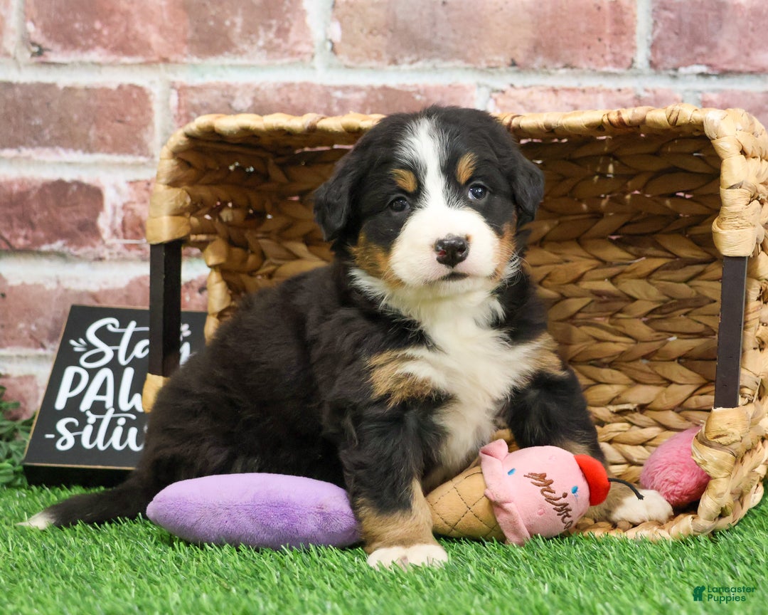 Bernese Mountain Dog dogs for sale: Gingerbread  - Ad 2