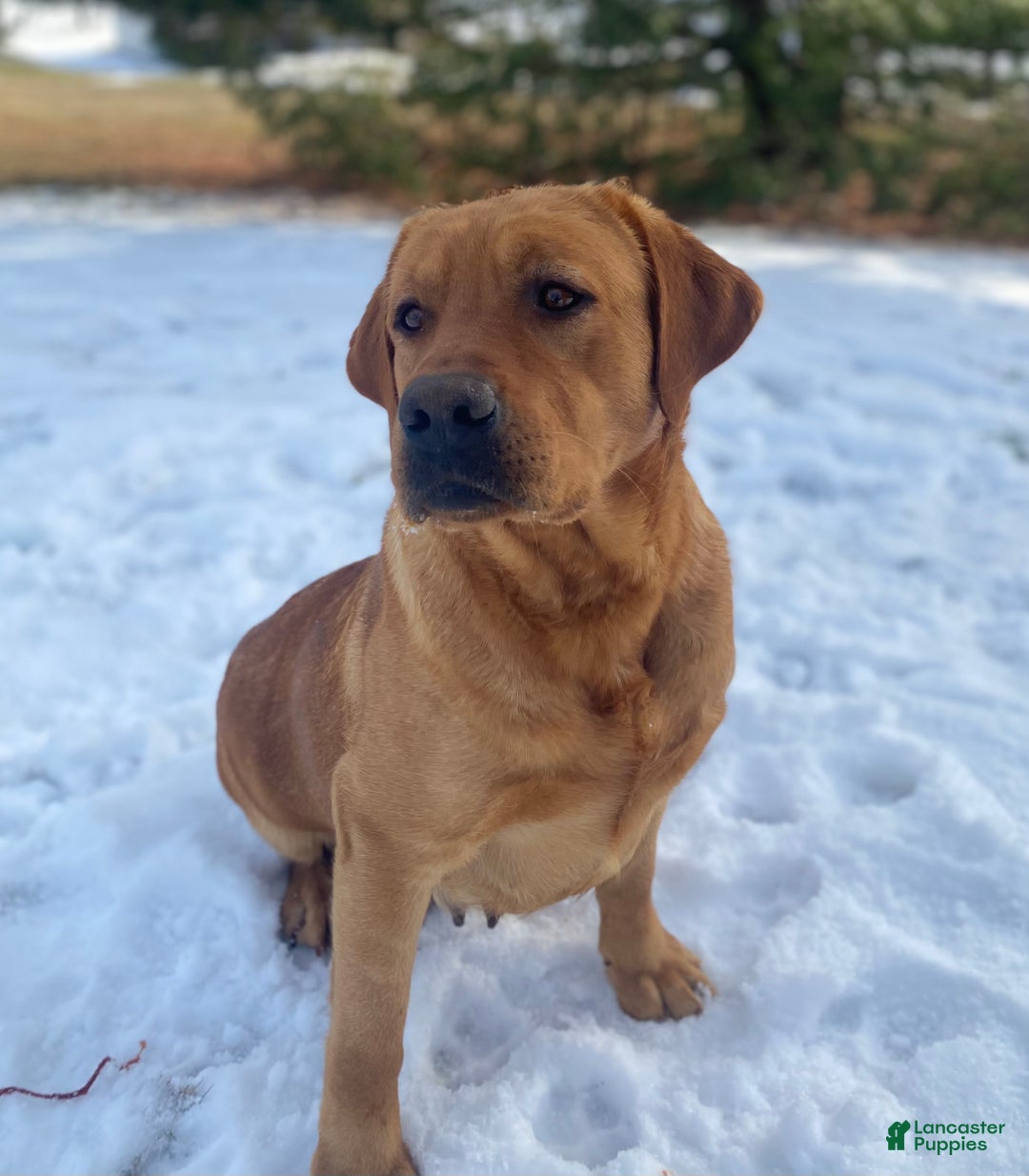Labrador Retriever dogs for sale: Riley - Ad 5
