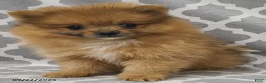Nutmeg