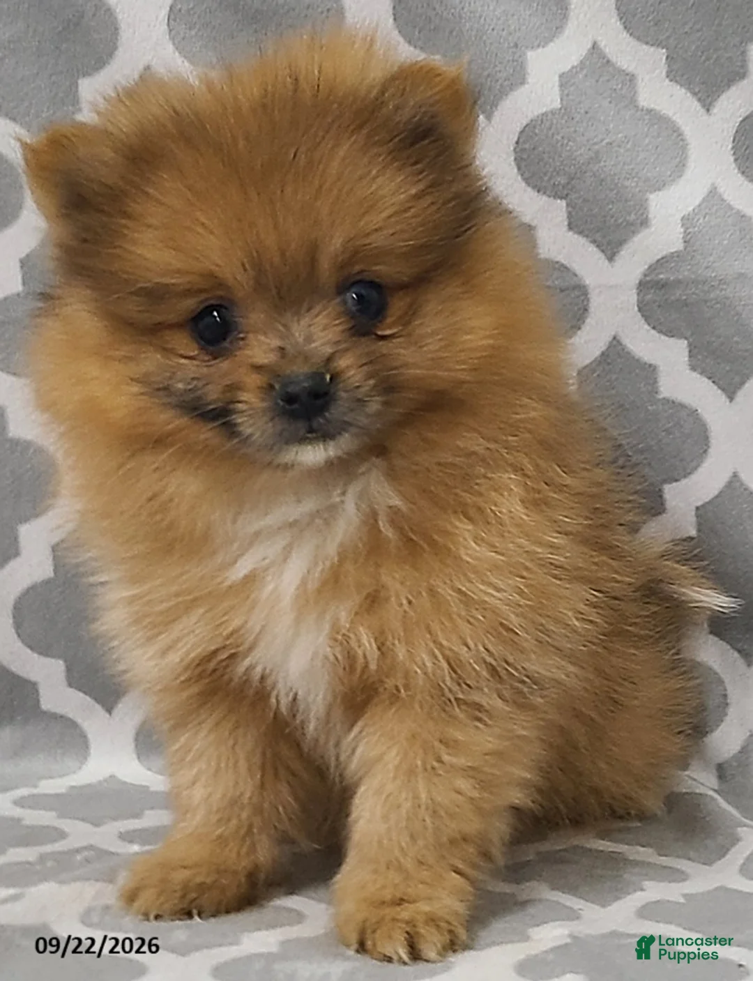 Pomeranian dogs for sale: Nutmeg - Ad 1