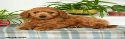 Mini Goldendoodle dogs for sale: Tanner - Ad 3