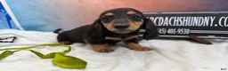 Miniature Dachshund dogs for sale: Champion Cappuccino boy - Ad 8