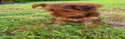 Yorkshire Terrier dogs for sale: Yorkshire Terrier 1 - Ad 2