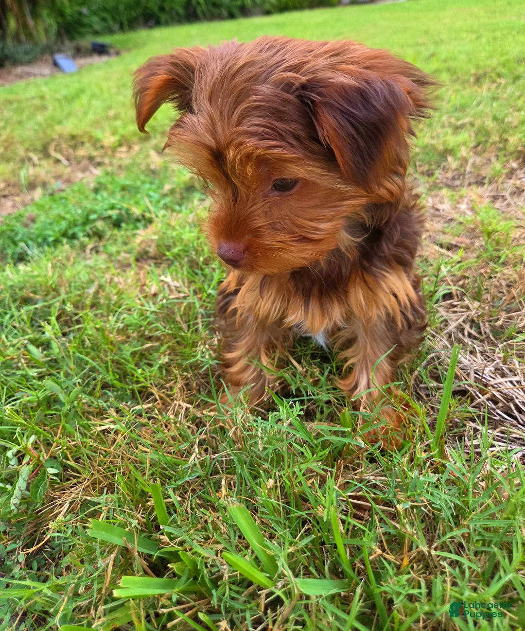 Yorkshire Terrier dogs for sale: Yorkshire Terrier 1 - Ad 2