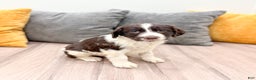 English Springer Spaniel dogs for sale: Earl - Ad 1
