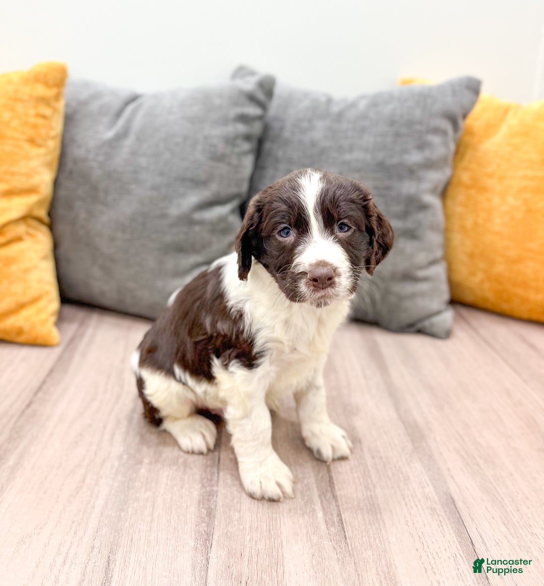 English Springer Spaniel dogs for sale: Earl - Ad 1