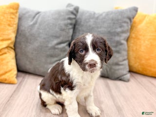 English Springer Spaniel dogs Earl - Ad 4