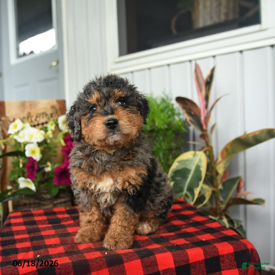 Mini Bernedoodle dogs Ruff - Ad 2