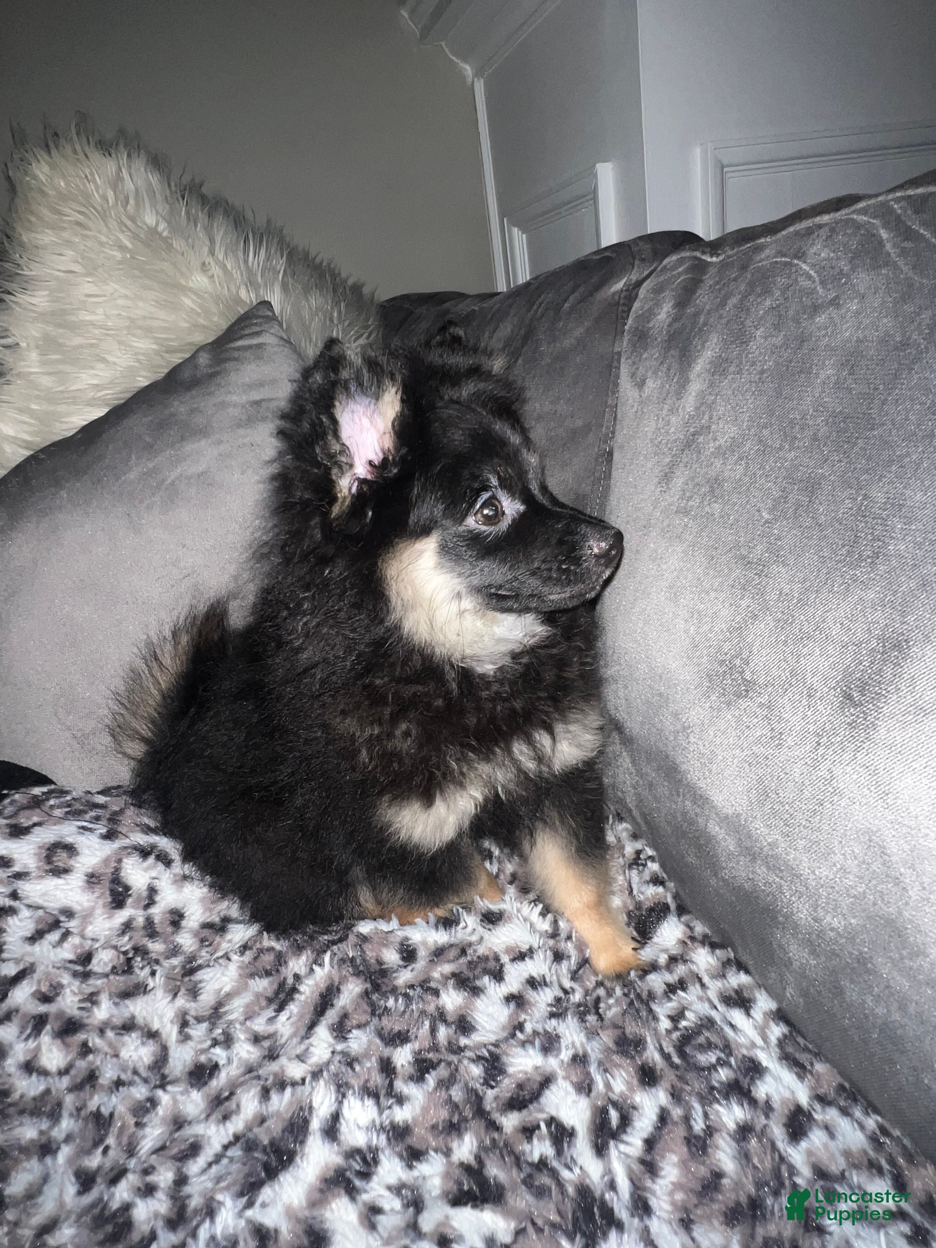 Pomeranian dogs Ted/ Teddy - Ad 14