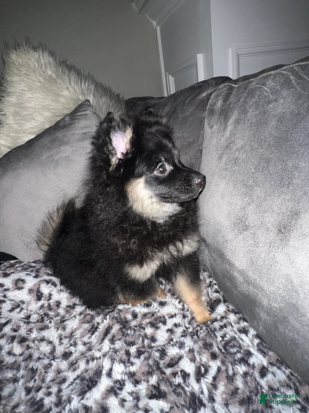 Pomeranian dogs for sale: Ted/ Teddy - Ad 1