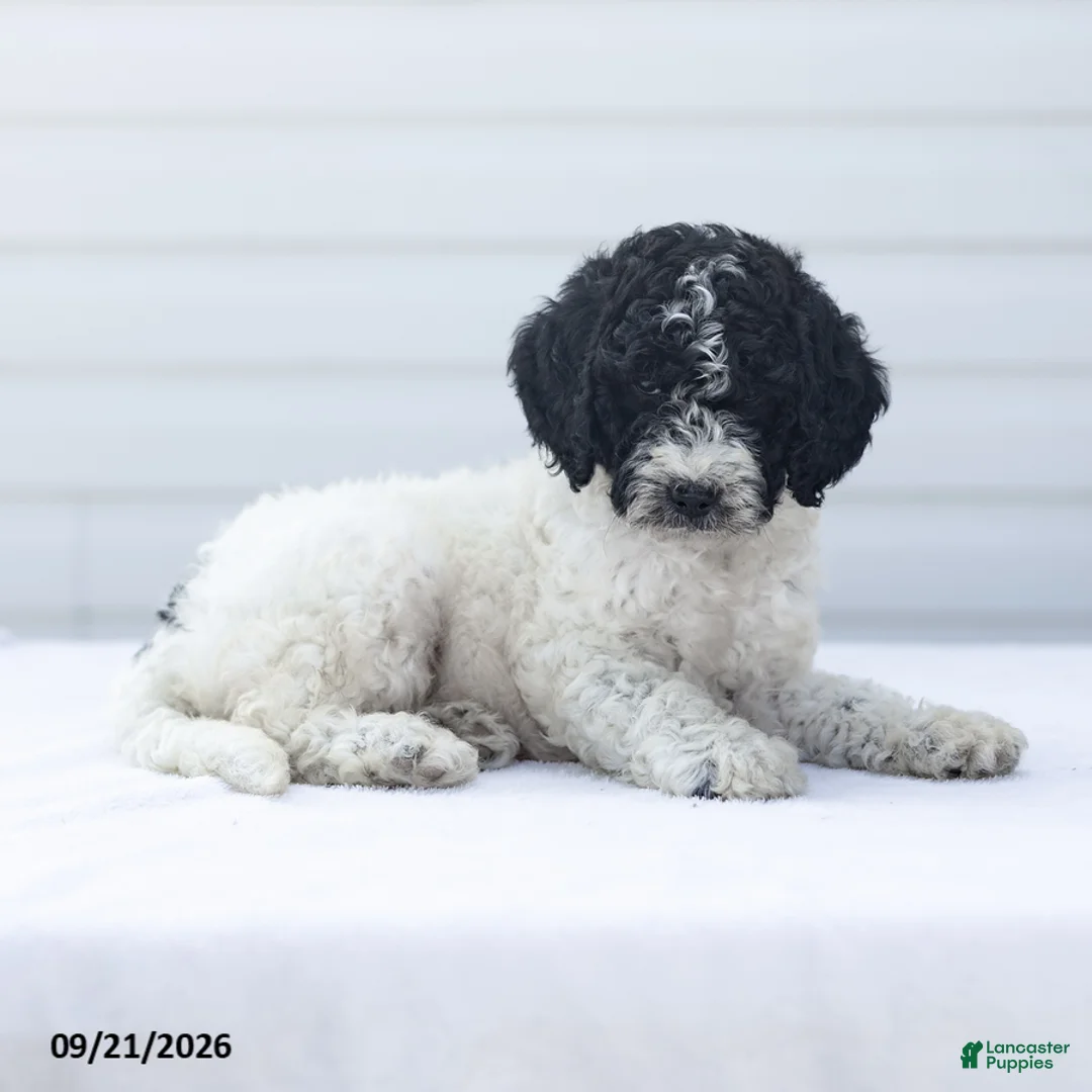 Goldendoodle dogs for sale: Jan - Ad 2