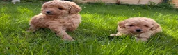 Toy Poodle dogs for sale: Tom - Ad 3