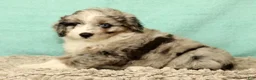 Mini Aussiedoodle dogs for sale: Max - Ad 2