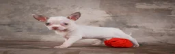 Chihuahua dogs for sale: Emmy - Ad 7