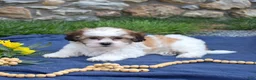 Teddy Bear dogs for sale: Chowder  - Ad 6
