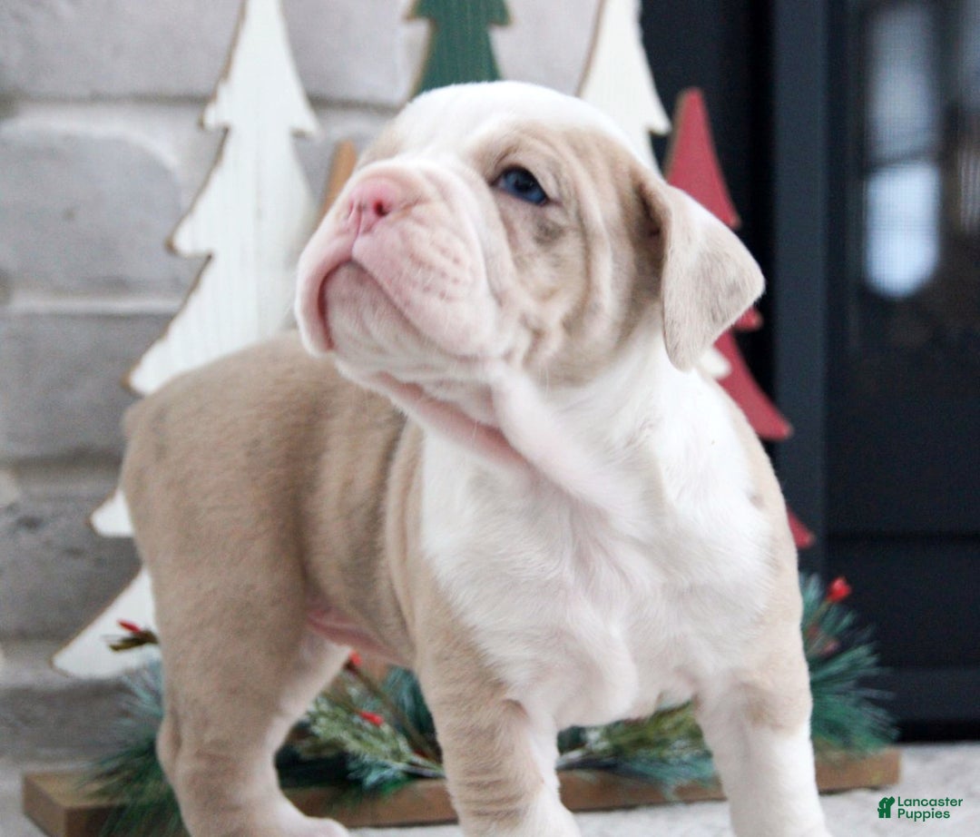 Olde English Bulldogge dogs for sale: Snowflake - Ad 3