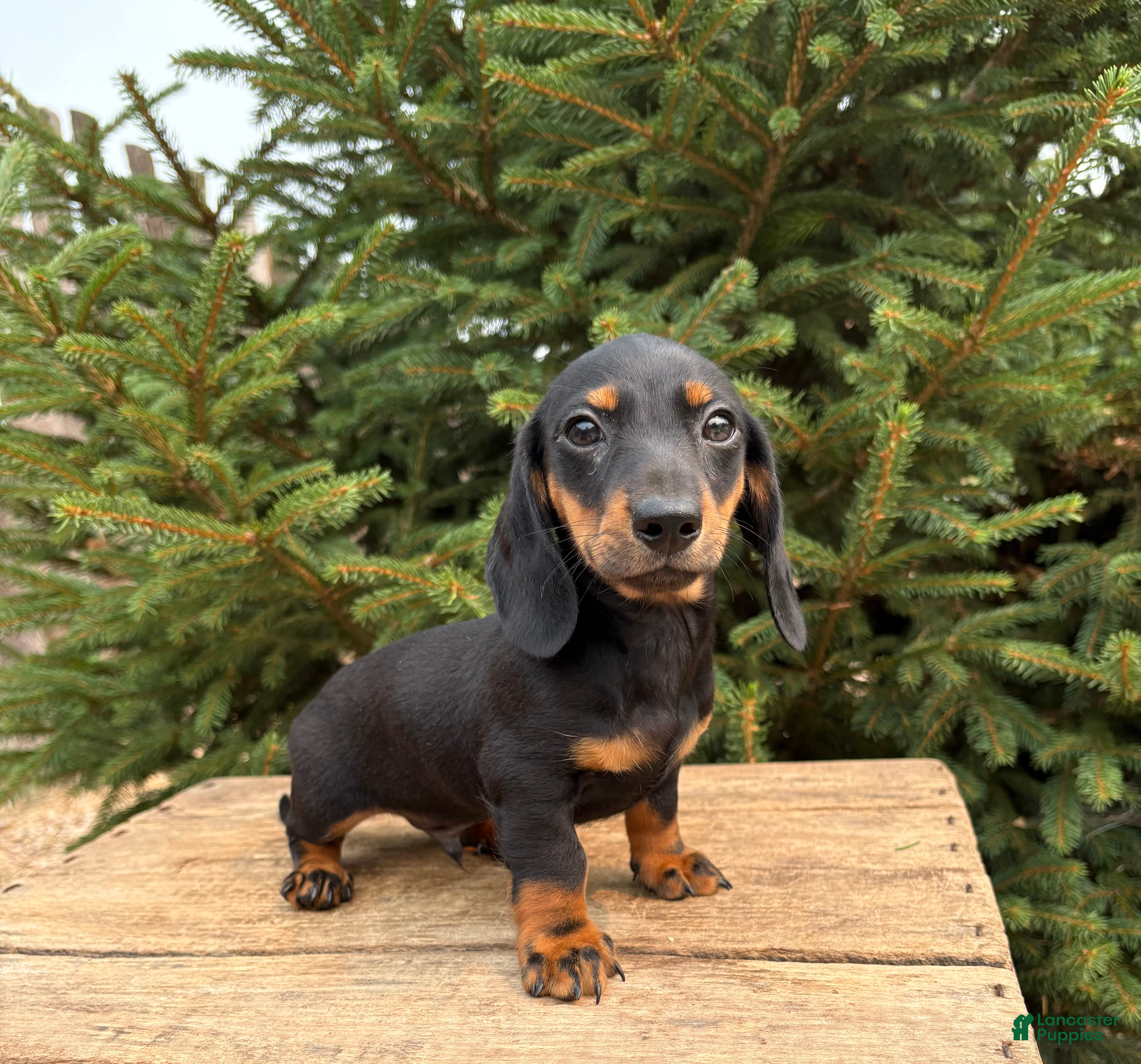 Dachshund dogs Flint - Ad 1