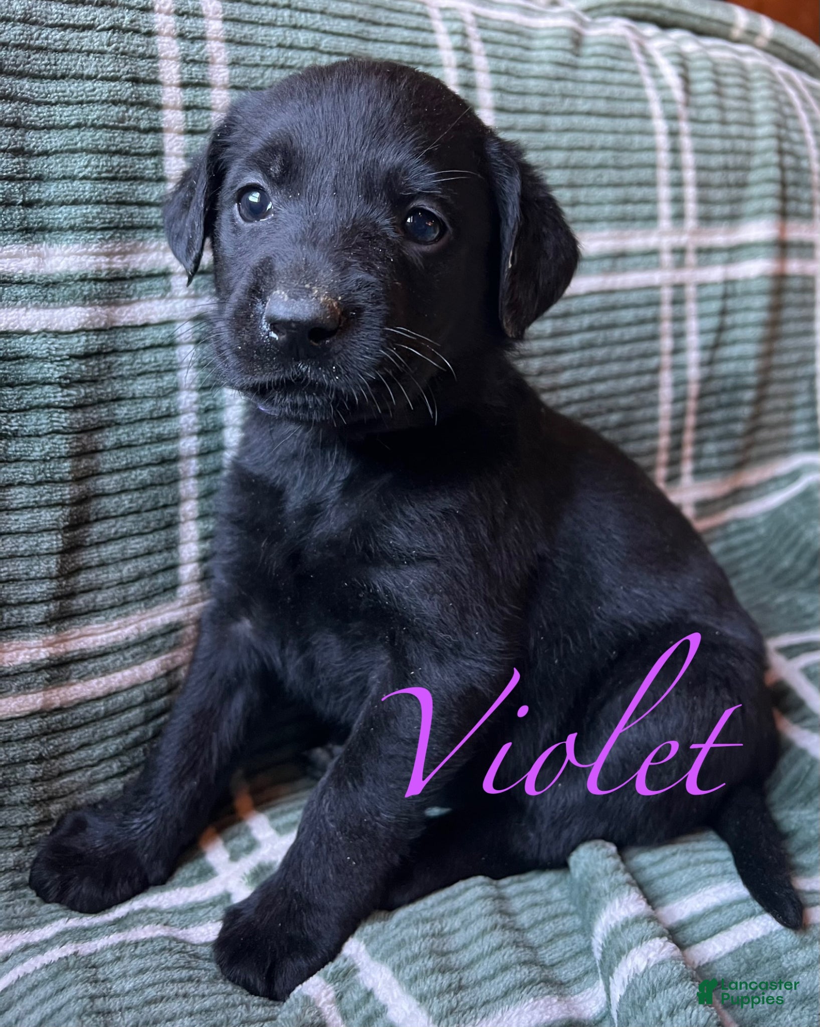 Labrador Retriever dogs Violet - Ad 27
